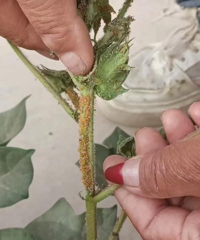 小众送妈妈的花有哪些花