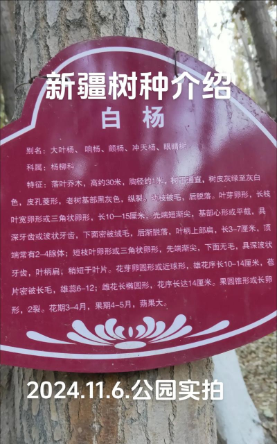 关于白杨树的资料