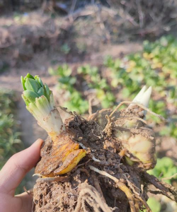 小众送妈妈的花有哪些花