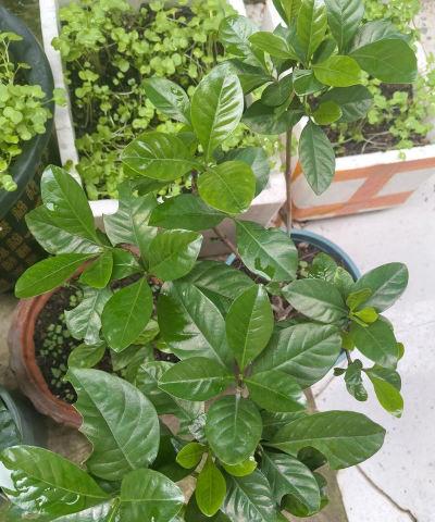 小众送妈妈的花有哪些花