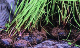 小众送妈妈的花有哪些花