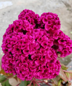 小众送妈妈的花有哪些花