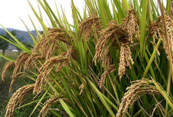 南优二号是哪一年