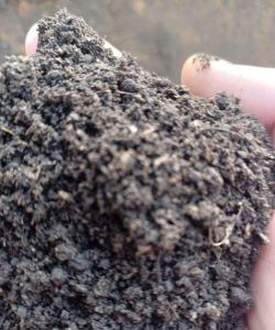 小众送妈妈的花有哪些花