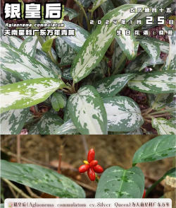 小众送妈妈的花有哪些花