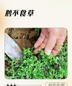 养鹅万能的中草药