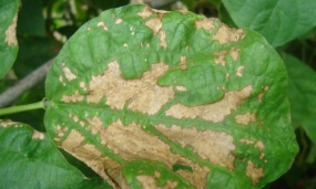 小众送妈妈的花有哪些花