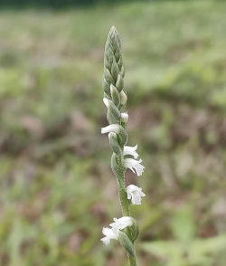 小众送妈妈的花有哪些花