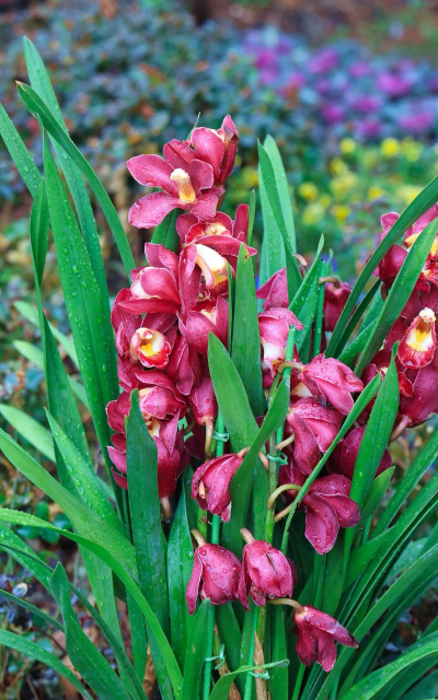 小众送妈妈的花有哪些花