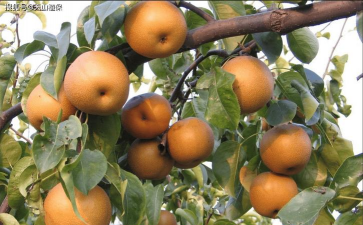 高平黄梨有多少年的栽培历史