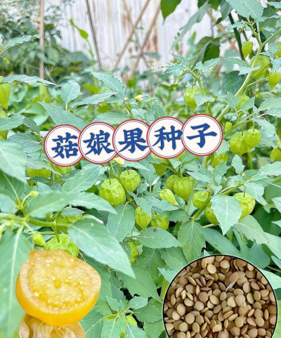 小众送妈妈的花有哪些花