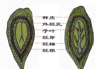 小众送妈妈的花有哪些花