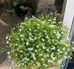 小众送妈妈的花有哪些花