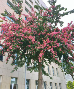 冬天有什么花什么树