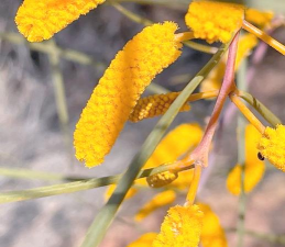 小众送妈妈的花有哪些花