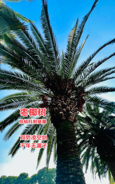 枣椰树的生长习性 枣椰树的生长习性