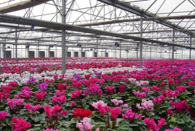 小众送妈妈的花有哪些花