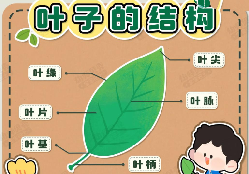 叶子的特征