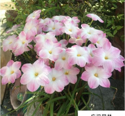 小众送妈妈的花有哪些花