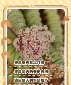 如何养钱串景天