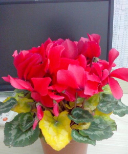 小众送妈妈的花有哪些花