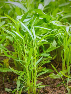 小众送妈妈的花有哪些花