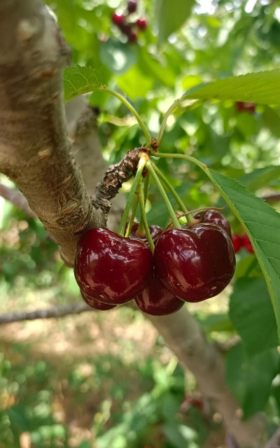 拉宾斯车厘子是什么品种