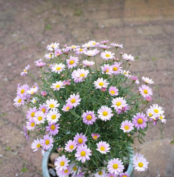 小众送妈妈的花有哪些花