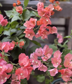 小众送妈妈的花有哪些花