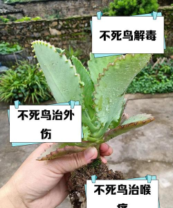 小众送妈妈的花有哪些花