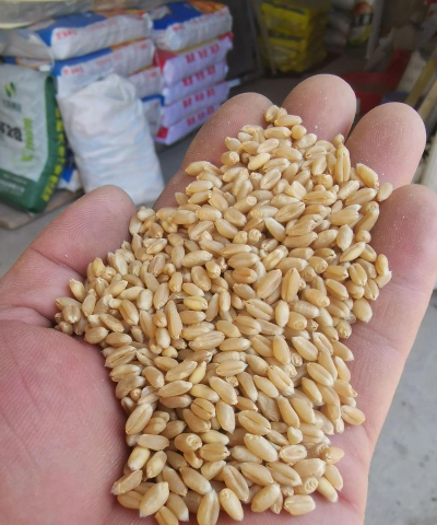 济南17小麦品种介绍