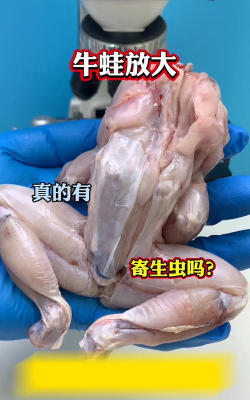 人工养殖的牛蛙有裂头蚴吗 人工养殖的牛蛙有裂头蚴吗