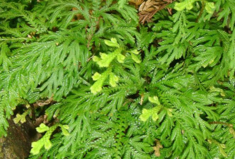 小众送妈妈的花有哪些花