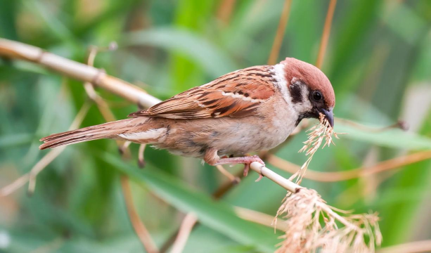 小众送妈妈的花有哪些花