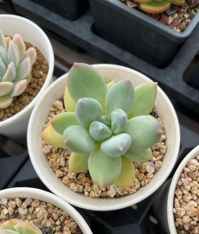 小众送妈妈的花有哪些花