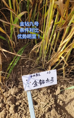 金钻6号小麦种子介绍 金钻6号小麦种子介绍