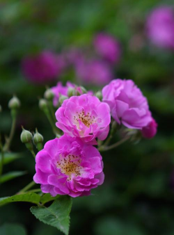 小众送妈妈的花有哪些花