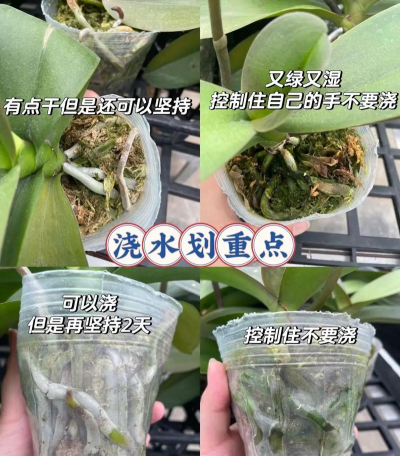 小众送妈妈的花有哪些花