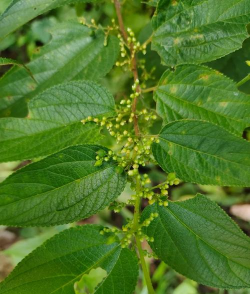 小众送妈妈的花有哪些花
