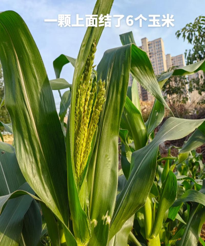 一根玉米杆能结几个玉米