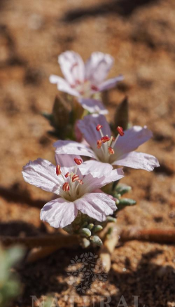 小众送妈妈的花有哪些花