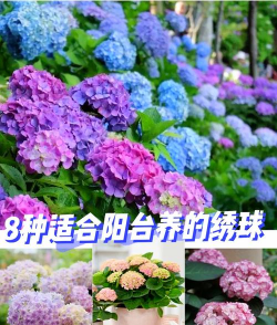 小众送妈妈的花有哪些花