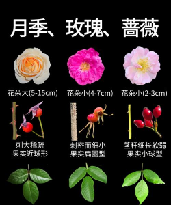 小众送妈妈的花有哪些花