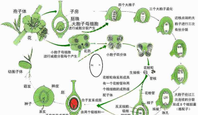 小众送妈妈的花有哪些花