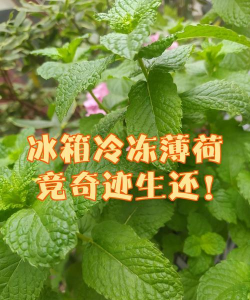 小众送妈妈的花有哪些花