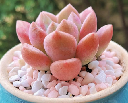 小众送妈妈的花有哪些花