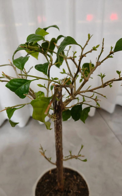 小众送妈妈的花有哪些花