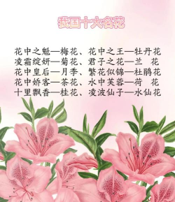 小众送妈妈的花有哪些花