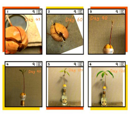 小众送妈妈的花有哪些花