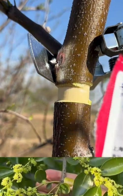 小众送妈妈的花有哪些花